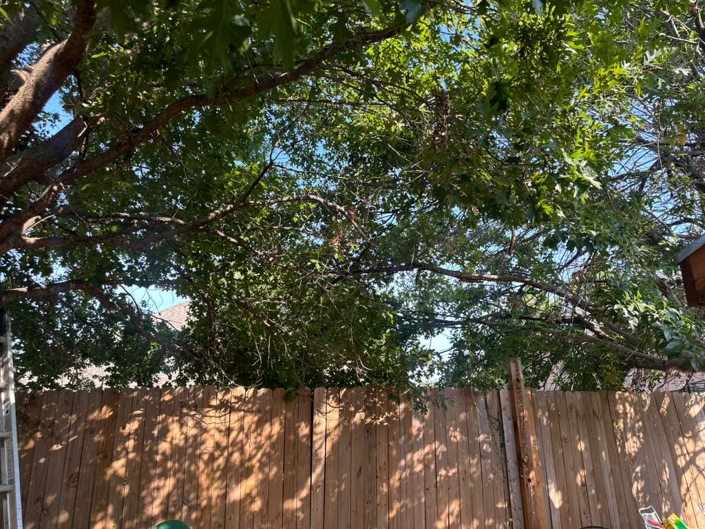 NCTX MORENO'S LANDSCAPING Background