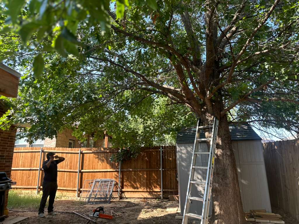 Tree Services view 2